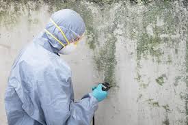 Best Commercial Mold Inspection  in Willowbrook, CA